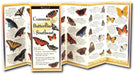 Butterflies Southeast Guide