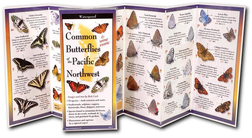 Butterflies Northwest Guide