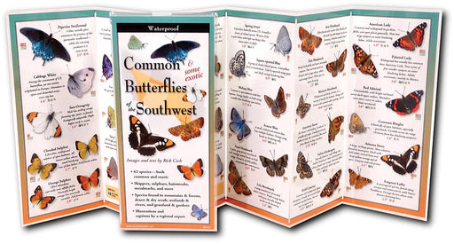 Butterflies Southwest Guide