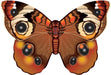 Microbutterfly   Buckeye